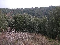 nte Ilice-20110120 039